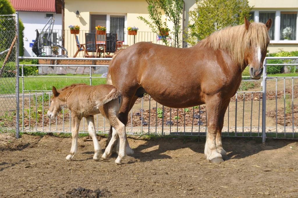 אולז'טין Ziolowa Dolina מראה חיצוני תמונה